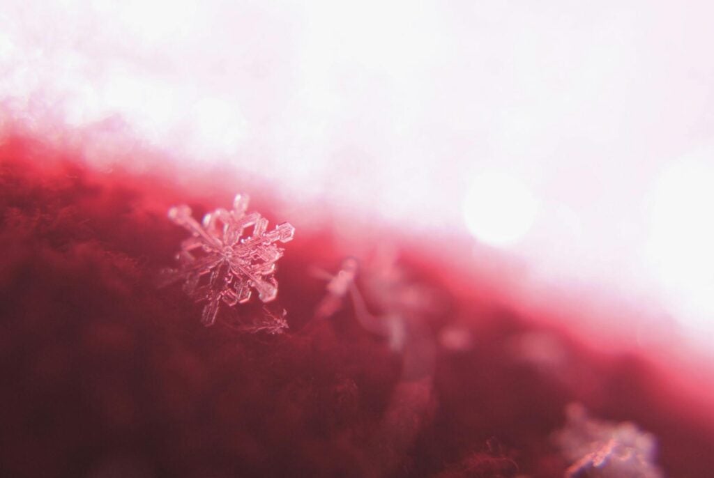 selective focus photography of snowflakes